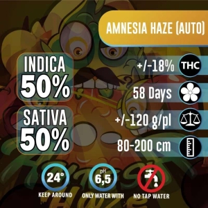 Nasiona  kolekcjonerskie Amnesia Haze  3 pcs AUTO
